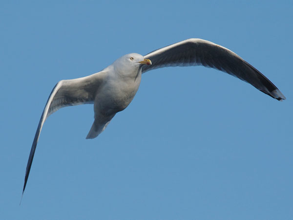 Harmaalokki, European Herring Gull, Larus argentatus